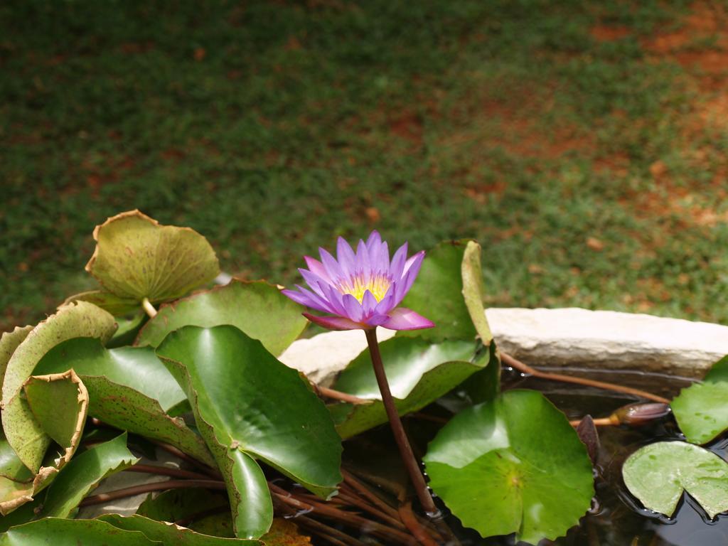Welimaluwa Resort Sigiriya Kibissa ภายนอก รูปภาพ